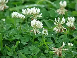 Trifolium repens em flor.