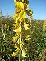 Crotalaria incana