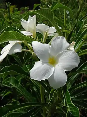 Plumeria pudica