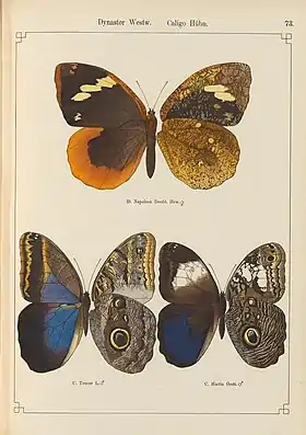 Dynastor napoleon é a borboleta de cima, nesta gravura (a asa esquerda é o inseto visto por cima e a asa direita é visto por baixo); ilustração retirada de Exotische schmetterlinge / von Dr. O. Staudinger und Dr. E. Schatz (1888).