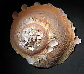 Concha de Stellaria chinensis (Philippi, 1841) em vista superior; coletada nas Filipinas. Moluscos do gênero Onustus são parecidos, geralmente aderindo pequenas pedras às suas primeiras voltas e deixando as últimas sem objetos, com uma aba ao redor de sua base.