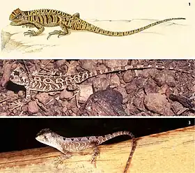 espécimes do gênero Stenocercus