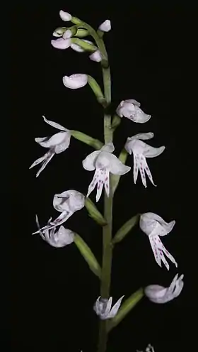 Stenoglotis fimbriata