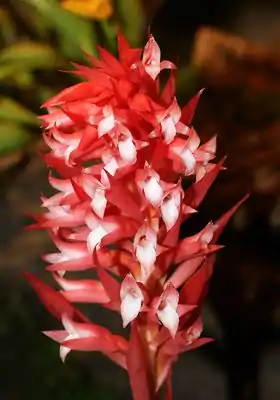 Stenorrhynchos speciosum