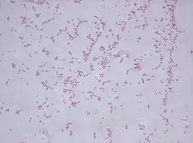 Stenotrophomonas maltophilia