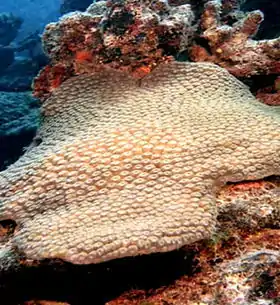 Stephanosoenia michelinii