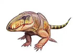 Um Stereophallodon ciscoensis.