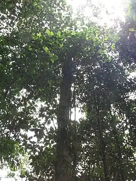 Sterigmapetalum tachirense