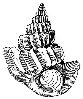 Sthenorytis pernobilis (P. Fischer & Bernardi, 1857), espécie do golfo do México e mar do Caribe.