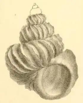 Ilustração da concha do holótipo de S. pernobilis, retirada de P. Fischer & Bernardi (1857; prancha VIII, figura 2) e publicada na obra Journal de Conchyliologie.