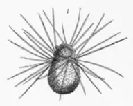 Axopodios em um radiolario