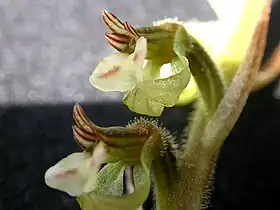 Stigmatosema polyaden