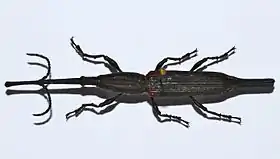 Besouro Brentidae de Madagáscar, gênero Zetophloeus. Este e os gêneros Brentus e Diurus apresentam prolongamentos estreitos, como caudas, no fim de seus élitros.