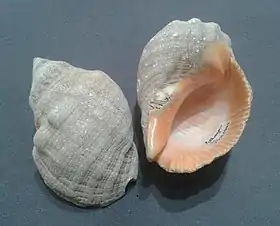 Duas conchas de S. brasiliensis coletadas na região sul do Brasil (em Palhoça, Santa Catarina).