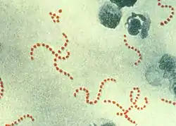 Streptococcus pyogenes.