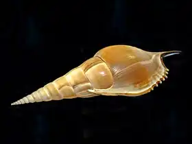 Vista lateral da concha de Tibia insulaechorab Röding, 1798 com o lábio externo de sua abertura voltado para o observador. Espécie do oceano Índico.