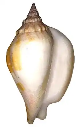 Vista apertural de uma concha de L. epidromis