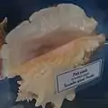 Foto de uma concha real de A. gigas, exposta em Guadalupe.