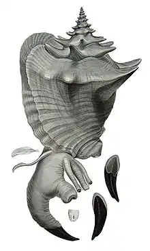 Esta ilustração do ano de 1844 mostra o Strombidae, da espécie atlântica Aliger gigas (Linnaeus, 1758), e seu pé musculoso; que se conecta ao seu opérculo e é usado para se mover, aos saltos, no substrato. Ao lado, o opérculo sem o animal.