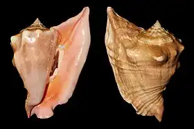 Vista inferior e superior da uma concha de Lobatus peruvianus (Swainson, 1823), com opérculo; espécime proveiente das Ilhas Pérola, golfo do Panamá.