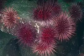 Grupo de ouriços (Canadá).