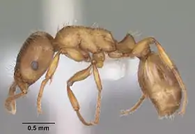 Strongylognathus caeciliae