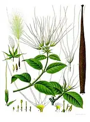 Strophanthus hispidus