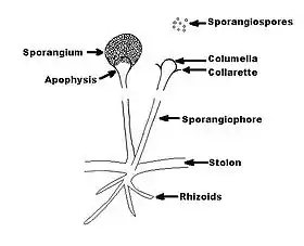 Diagrama esquemático de Rhizopus spp.