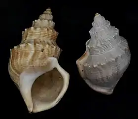 Conchas de Struthiolaria papulosa (Martyn, 1784). Espécimes do Museu de História Natural de Leiden.