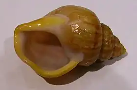 Vista inferior de uma concha de Pelicaria vermis (Martyn, 1784), encontrada no entorno da Nova Zelândia.