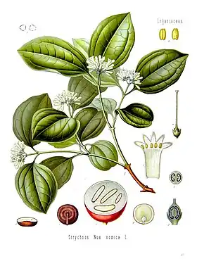 Strychnos nux-vomica, ilustração por Koehler, 1887