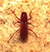 Stygoparnus comalensis