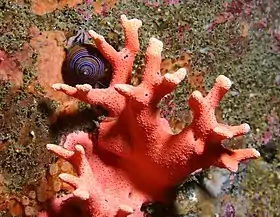 Stylaster californicus