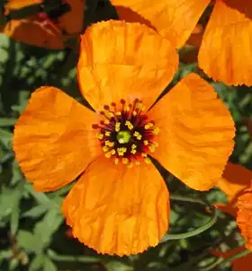 Stylomecon heterophylla