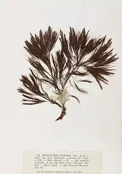 Halopteris scoparia (ilustração).