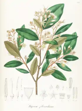 Styrax ferrugineus