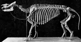 Subhyracodon occidentalis