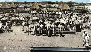 Cemelos em Al-Ubayyid