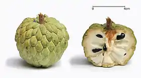 Annona squamosa com corte transversal