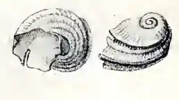 Scissurelloidea da espécie Sukashitrochus dorbignyi (família Scissurellidae).