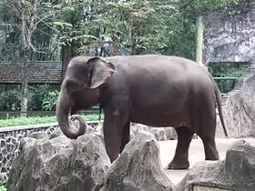 Um elefante de sumatra fêmea no Zoológico de Ragunan em Jacarta na Indonésia.