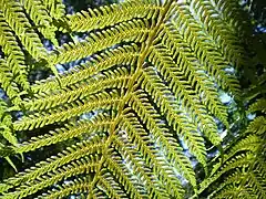 Soros de um feto-arbóreo