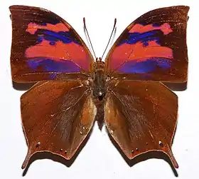 Vista superior do macho do Anaeini da espécie Fountainea nessus, cujo tipo nomenclatural fora coletado no Peru, mas também encontrada na Colômbia e Venezuela.