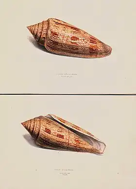 Ilustração, em vista lateral (acima) e inferior (abaixo), de C. gloriamaris; retirada de Conchological drawings and watercolours, miscellaneous, ca 1804 to 1850 (William John Swainson).