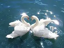 Um casal de cisnes-brancos.