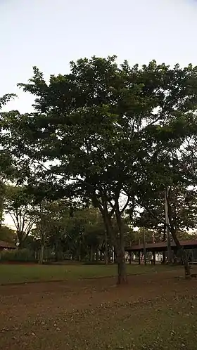 S. langsdorffii do CB unicamp, Campinas - SP, Brasil.