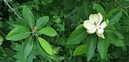 Magnolia virginiana em flor.