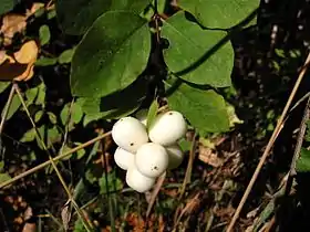 Symphoricarpos albus