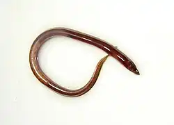 Synbranchus marmoratus.