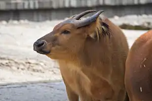 No Zoológico de Madri, Espanha.